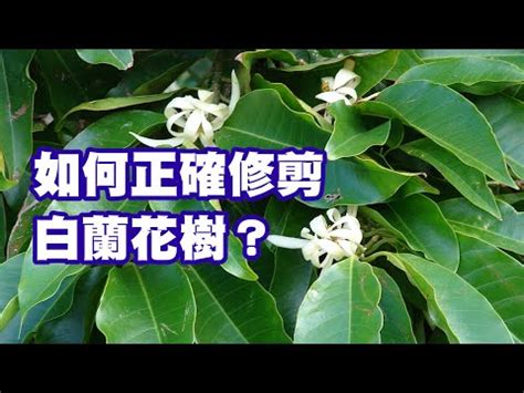 金玉蘭花種植禁忌|【玉蘭花種植禁忌】小心種錯！玉蘭花種植禁忌大公開